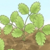 Potatura di piante di fragole