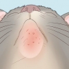 Trattare l'acne nei gatti