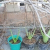 Piante di aloe vera