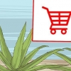 Coltivare e utilizzare l'aloe vera per scopi medicinali