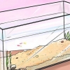 Aiuta i piccoli guppy a crescere