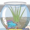 Determinare quanti anni ha un pesce betta