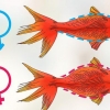 Determinare se un pesce rosso è incinta