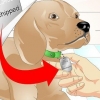 Determinare se un cane ha un chip