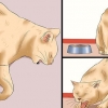 Come determinare se un gatto ha la rabbia