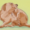 Determinare se il tuo cane ha le pulci