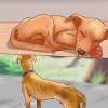 Determinare se far addormentare il tuo cane