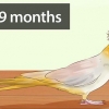 Determinare se il tuo cockatiel è un maschio o una femmina