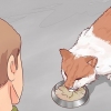 Decidere se far addormentare il tuo gatto