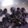 Fare uva congelata