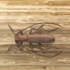 Combattere lo scarabeo dal corno lungo