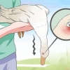 Trattamento del botulismo in un'anatra
