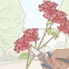 Bougainvillea di propagazione