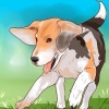 Beagle da addestramento