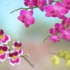 Orchidee in crescita all'aperto