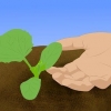 Cantalupi in crescita