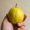 Limoni maturi
