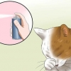 Trattare la congiuntivite nei gatti