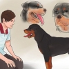 Controllare se il tuo cane è sano e felice