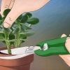 Crassula ovata in crescita