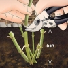Conservazione dei bulbi di dalia