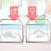 Danio di allevamento