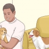 Aumentare l'appetito dei cani