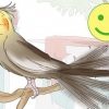 Comprendere i gesti dei cockatiels