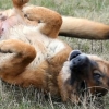 Alleviare le orecchie pruriginose di un cane