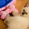 Determinare l'età di un gattino