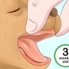 Determinare l'età del tuo cucciolo
