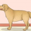 Misurare la lunghezza di un cane