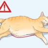 Determinare la causa di una pancia dilatata nei gatti