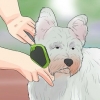 Toelettatura del cappotto di un westie