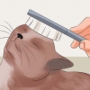 Rendi il pelo del tuo gatto morbido e lucente