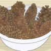 Conservazione delle pigne