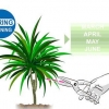 Dracena della potatura
