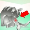 Trattare un ascesso in un gatto