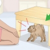 Legame con un gatto arrabbiato o spaventato