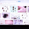 Riconoscere una cimice