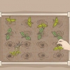 Avviare un orto biologico