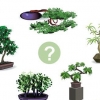 Coltivare un albero di bonsai