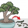 Potare un bonsai