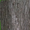 Tocca un albero per lo sciroppo d'acero