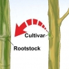 Innestare un albero
