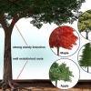 Costruire una casa sull'albero