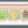 Prendersi cura di una bromelia