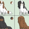 La scelta di un cavalier king charles spaniel