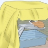 Tenendo una cavia