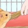 Dare da mangiare a una cavia